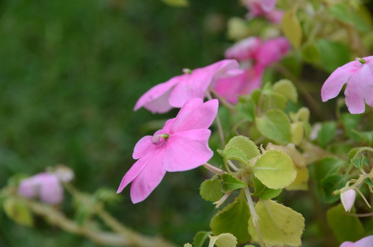 凤仙花