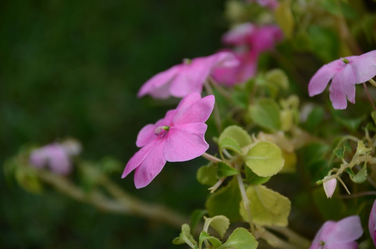 凤仙花