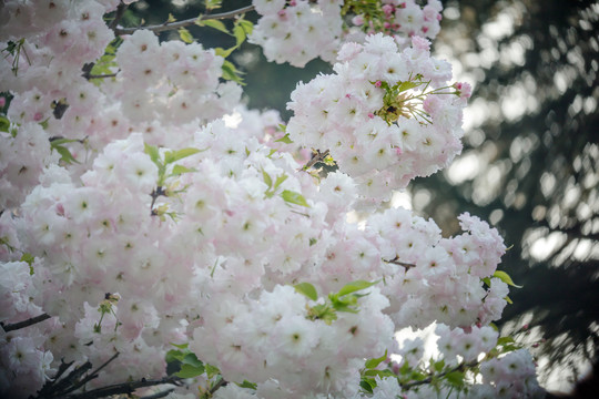 樱花