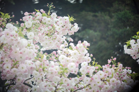 樱花