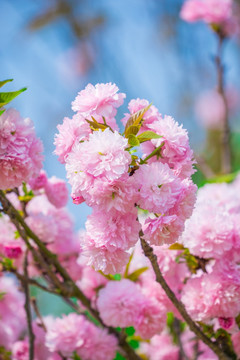 粉红色浪漫樱花