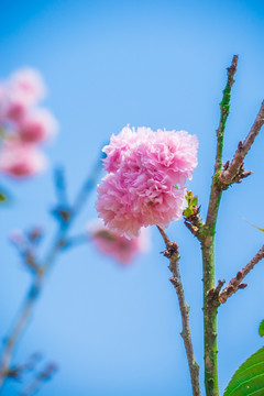 粉红色浪漫樱花