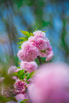 樱花素材