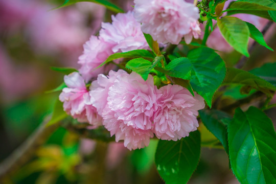 樱花素材