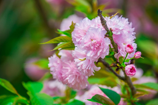 樱花素材