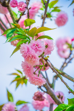 重瓣樱花树