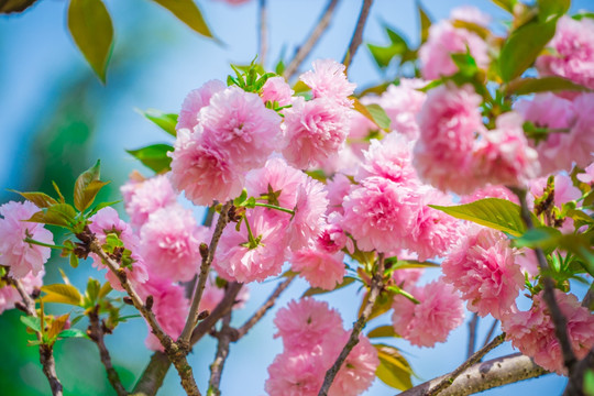 重瓣樱花树