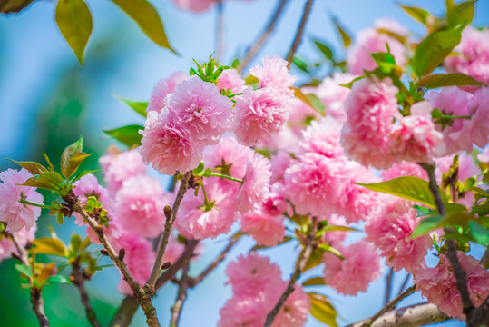 重瓣樱花树