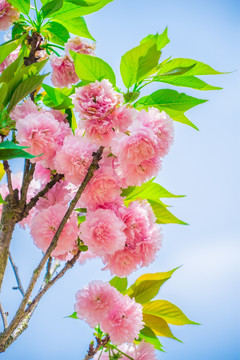 重瓣樱花树