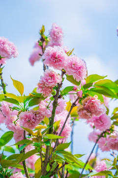 樱花 雏菊樱 菊樱