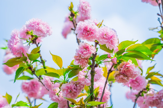 樱花 雏菊樱 菊樱