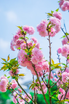 樱花 雏菊樱 菊樱