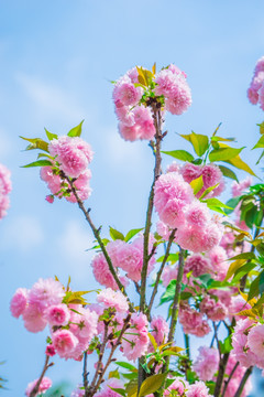 樱花 雏菊樱 菊樱