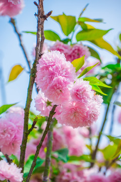 樱花 雏菊樱 菊樱