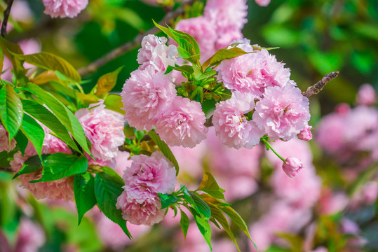 樱花 雏菊樱 菊樱