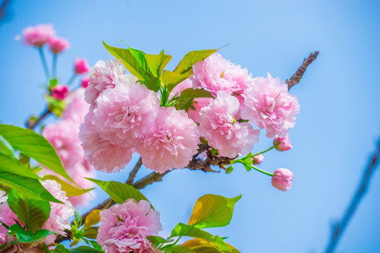 重瓣樱花 八重樱