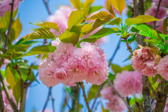 重瓣樱花 八重樱