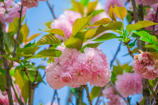 重瓣樱花 八重樱