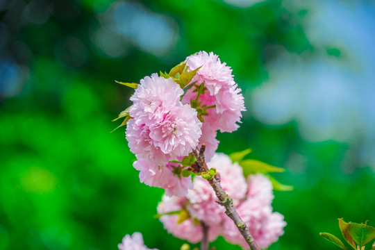 樱花