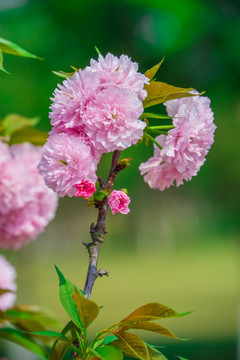 樱花