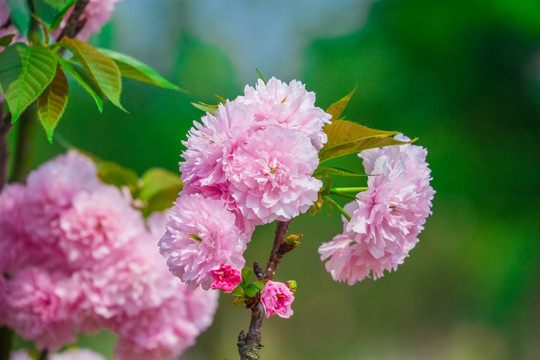 樱花