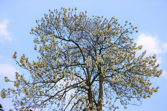 春天的玉兰树
