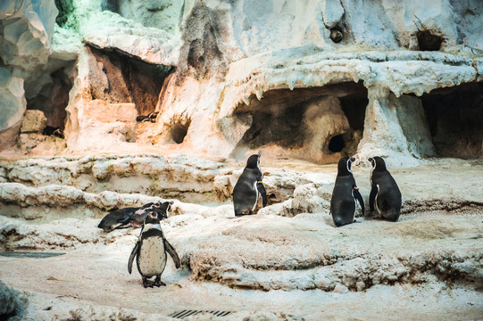 企鵝 海洋動物