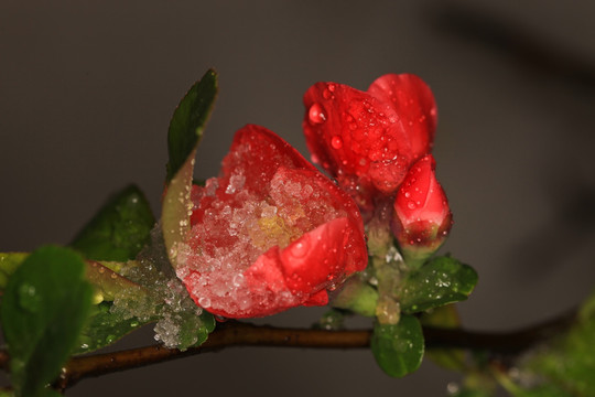 雪中海棠 雪中花 贴梗海棠