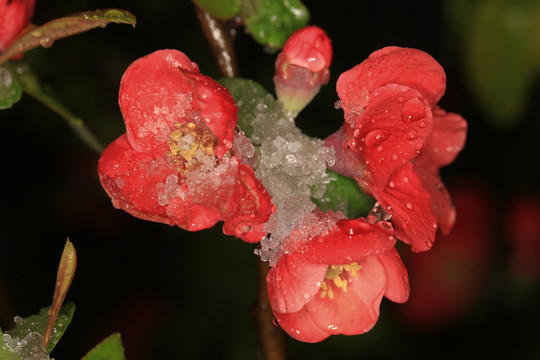 雪中海棠 雪中花 贴梗海棠