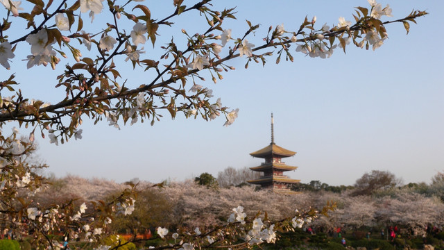 武汉樱花园