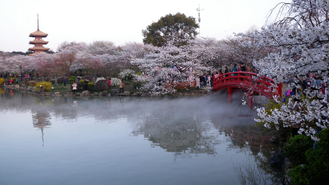 武汉樱花园