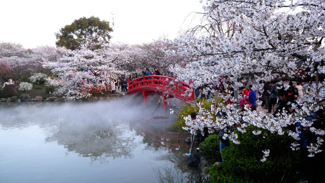 武汉樱花园