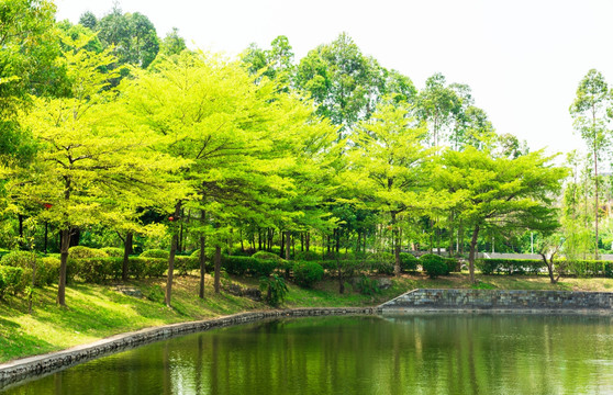 绿树林 春天树林 绿色背景