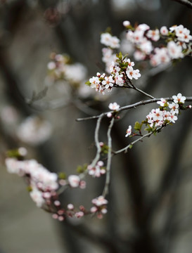 樱花