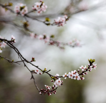 樱花