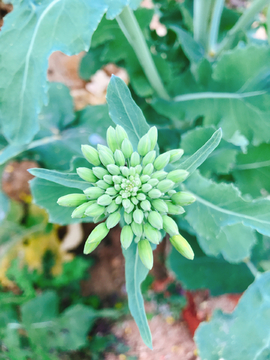 油菜花