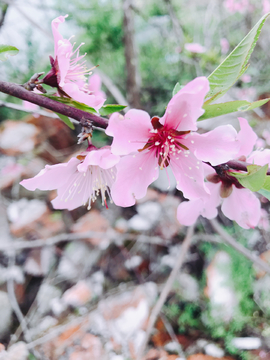 桃花