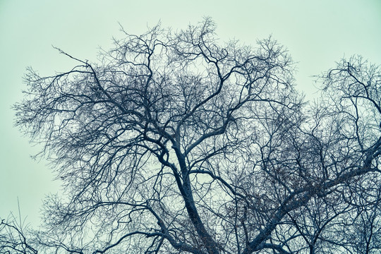 枯树枝 冬天的树枝