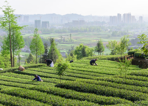 茶山