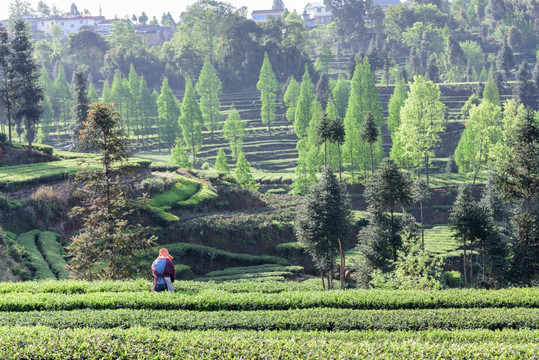 茶山