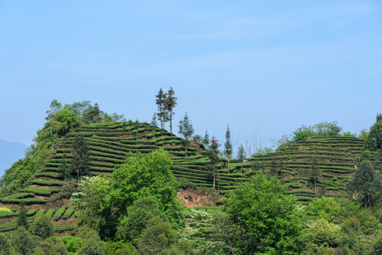 洪雅青杆坪茶山