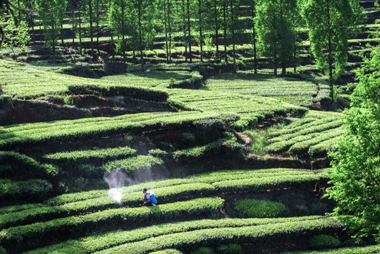 洪雅青杆坪茶山