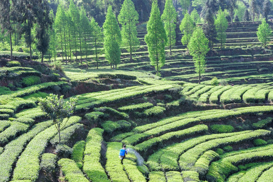 洪雅青杆坪茶山