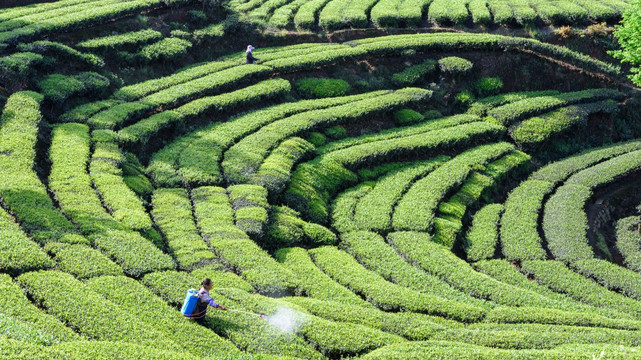 洪雅青杆坪茶山