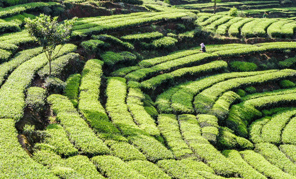 洪雅青杆坪茶山