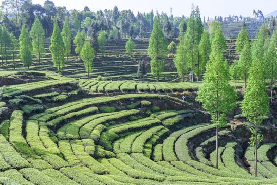 洪雅青杆坪茶山