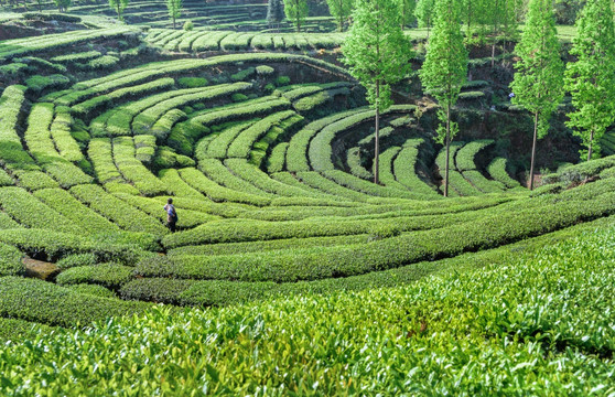 洪雅青杆坪茶山