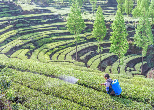 洪雅青杆坪茶山