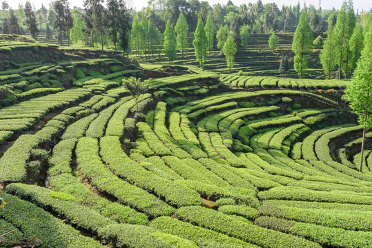 洪雅青杆坪茶山