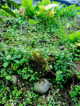 乡村土地上的杂草苔藓植物素材